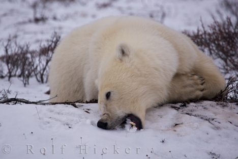 polar-bear-habits_843.jpg