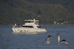 photo of A Day With Marine Mammals In Kaikoura
