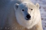 photo of Close Polar Bear Encounter Churchill