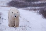 photo of Polar Bear Habitat Hudson Bay Manitoba