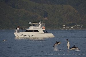 photo of A Day With Marine Mammals In Kaikoura