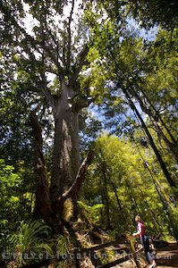 photo of Kauri Forests Of Northland