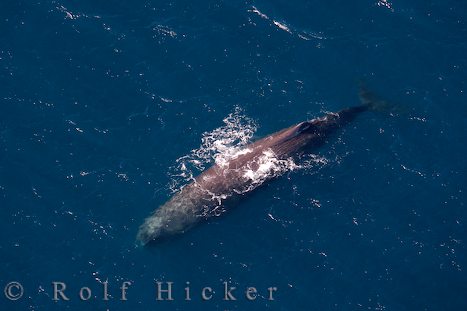 photo of Aerial Picture Of A Sperm Whale