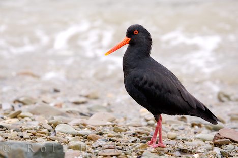 photo of Variable Oystercatcher Picture