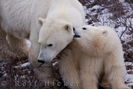 photo of Polar Bear Sow And Cub Hudson Bay Canada