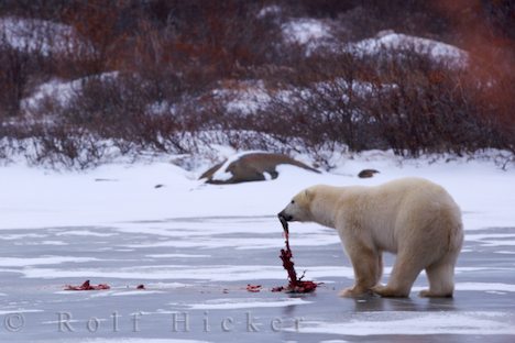 photo of Polar Bear Food Hudson Bay Canada