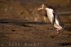 photo of Dancing Penguin Picture
