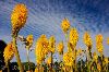 photo of Yellow Torch Lilies