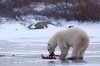photo of Polar Bear Diet Hudson Bay Manitoba