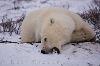 photo of Polar Bear Habits Hudson Bay Manitoba