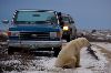 photo of Polar Bear Tourists Churchill