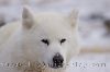 photo of A Day Spent With Canadian Eskimo Dogs In Churchill Manitoba